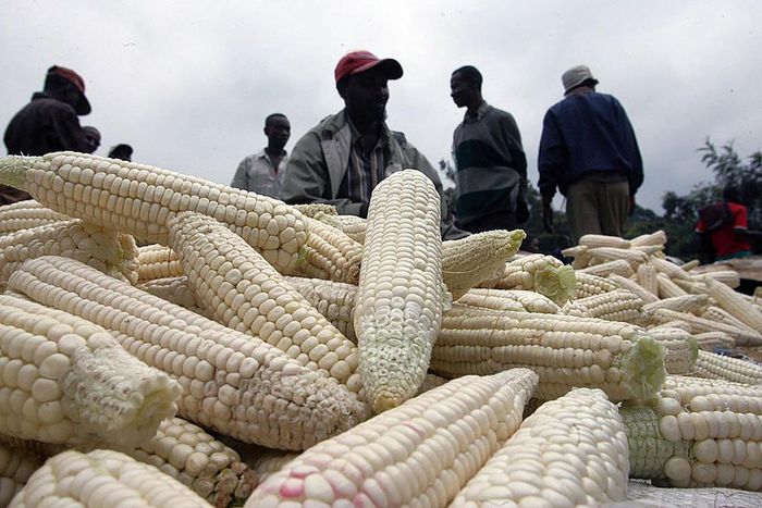 Kenyan corn market