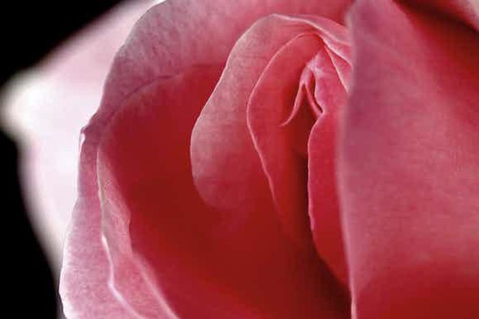 Women orgasm can be rare [theconversation]