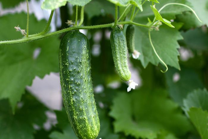Cucumbers