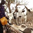 A cattle rancher fetching water for cattle. ( BBC)