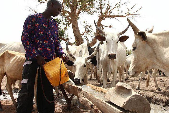 A cattle rancher fetching water for cattle. ( BBC)