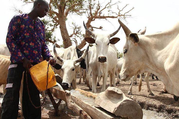 A cattle rancher fetching water for cattle. ( BBC)