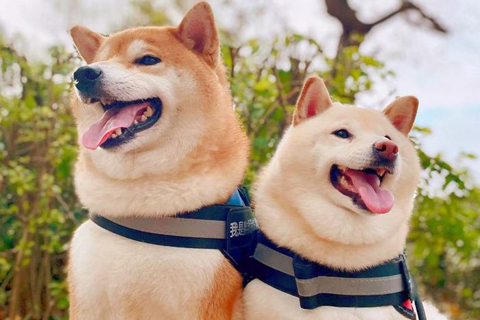 Shiba Inu dogs.