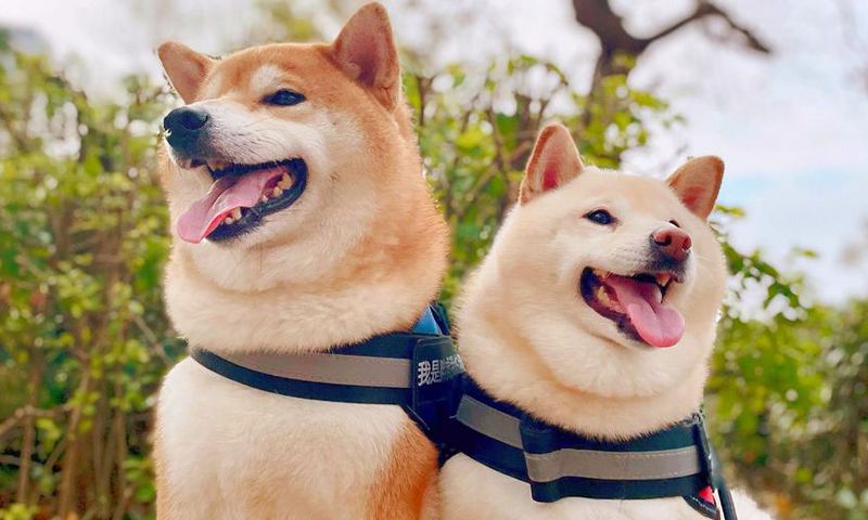 Shiba Inu dogs.