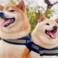 Shiba Inu dogs.