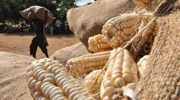 Maize grains. (CapitalFM)
