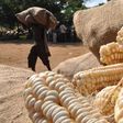 Maize grains. (CapitalFM)