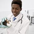 6 fun side income ideas for Veterinarians in Africa