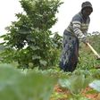 Small-scale farmers produce 80 percent of the food supply in sub-Saharan Africa and Asia