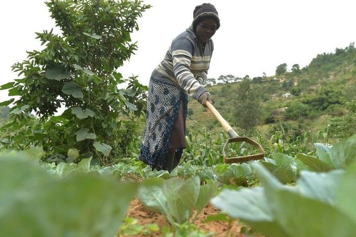 Small-scale farmers produce 80 percent of the food supply in sub-Saharan Africa and Asia