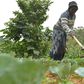 Small-scale farmers produce 80 percent of the food supply in sub-Saharan Africa and Asia