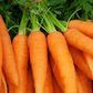 Carrots
