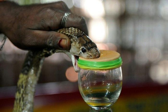 An Indian snake-catcher extracts venom from a cobra at the venom extraction center of the Irula snake-catchers cooperative on the outskirts of Chennai