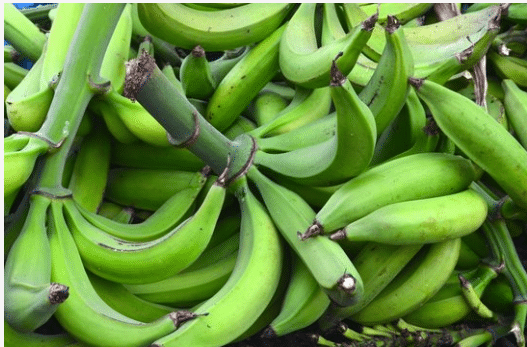 The health benefit in feeding on unripe plaintain