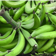 The health benefit in feeding on unripe plaintain