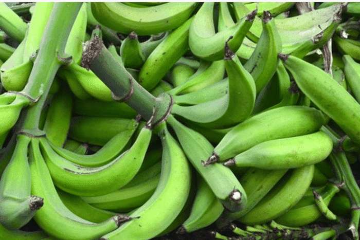 The health benefit in feeding on unripe plaintain