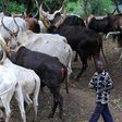 A herdsman and his cattle