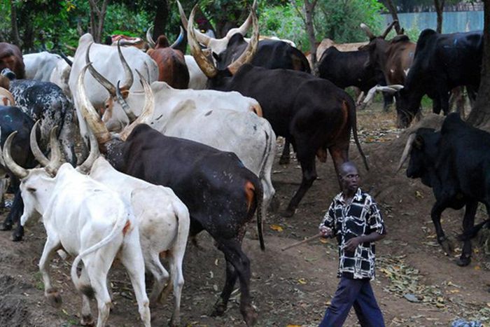 A herdsman and his cattle