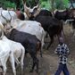 A herdsman and his cattle