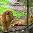 Philanthropist adopts 3 lions from Imo zoo. [hotels.ng]