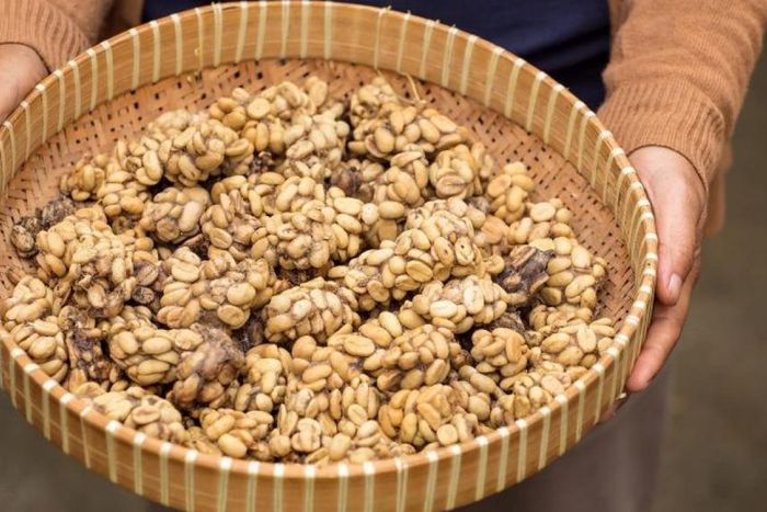 Kopi Luwak Coffee