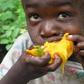 Mangoes are everywhere right now [Scooper]