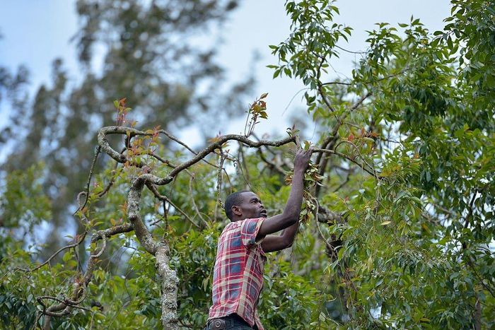 A khat farmer harvests shoots of khat at his farm in Maua, in Meru county on September 9, 2016 in Kenya's central province. (Photo by TONY KARUMBA/AFP via Getty Images)