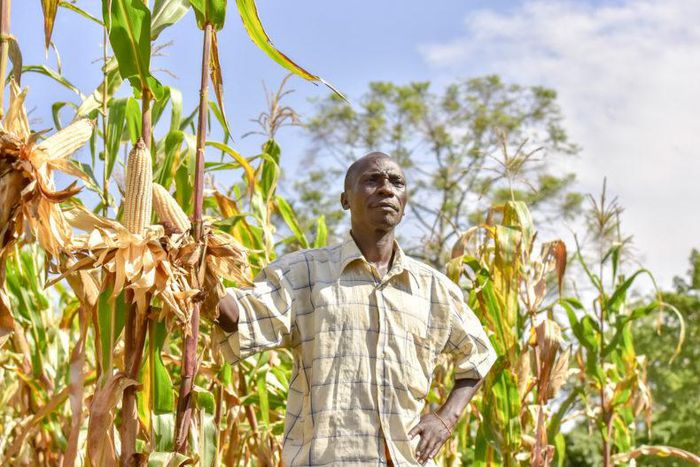 Tanzania freezes grain export permit