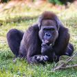 Nigeria’s only 100 Cross River gorillas face extinction. [a-z-animals]