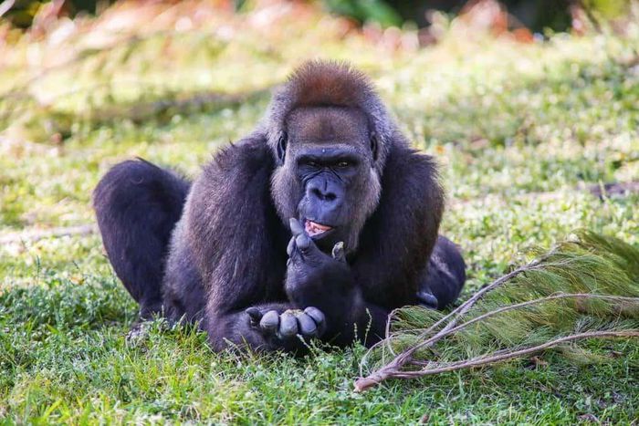 Nigeria’s only 100 Cross River gorillas face extinction. [a-z-animals]