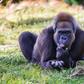 Nigeria’s only 100 Cross River gorillas face extinction. [a-z-animals]