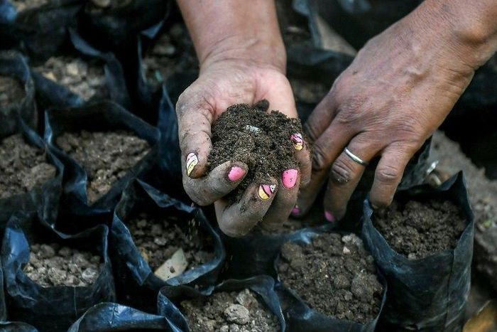 A local farmer prepares the soil to sow guaimaro tree seeds at a small farm in the Colombian foothill town of Dibulla, in a project to fight deforestation and provide abundant, nutritious fruit