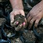 A local farmer prepares the soil to sow guaimaro tree seeds at a small farm in the Colombian foothill town of Dibulla, in a project to fight deforestation and provide abundant, nutritious fruit