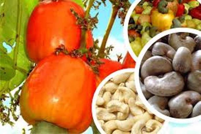 Nigerian raw cashew nuts