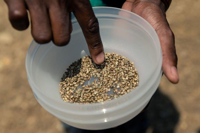 A man selects and prepares hemp seeds for planting during the sowing of the first industrial hemp crop in Zimbabwe at the Harare Central Prison in the capital, on October 11, 2019. (Photo by JEKESAI NJIKIZANA/AFP via Getty Images)