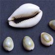 ___9065743___2018___11___3___11___cowries
