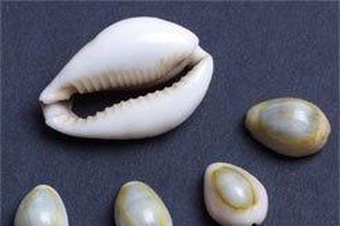 ___9065743___2018___11___3___11___cowries