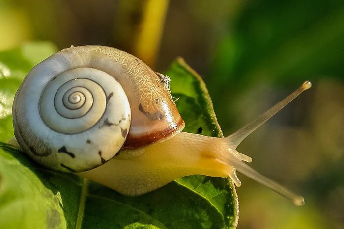 Use snail slime for your skin for the required glow [pixabay]
