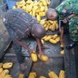 Nigerian Army intercepts 792 parcels of cannabis in Ogun.