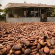 Cocoa beans