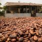 Cocoa beans