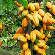 Nigeria is hoping to overtake Ivory Coast and Ghana in cocoa production come 2027