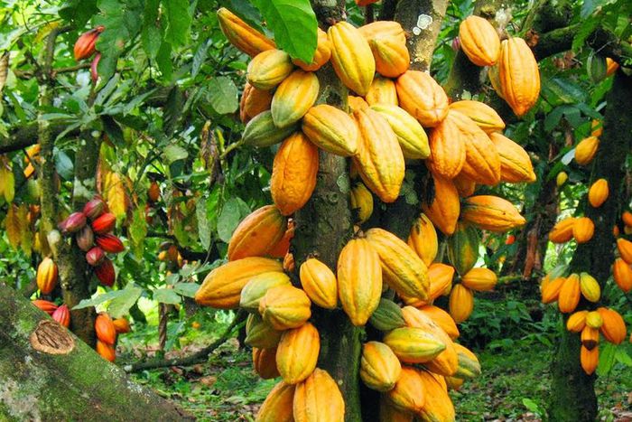 Nigeria is hoping to overtake Ivory Coast and Ghana in cocoa production come 2027