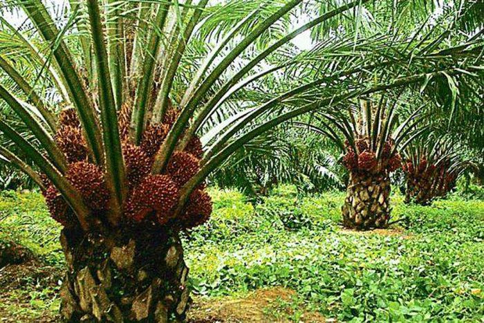 Oil Palm Plantation