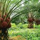 Oil Palm Plantation