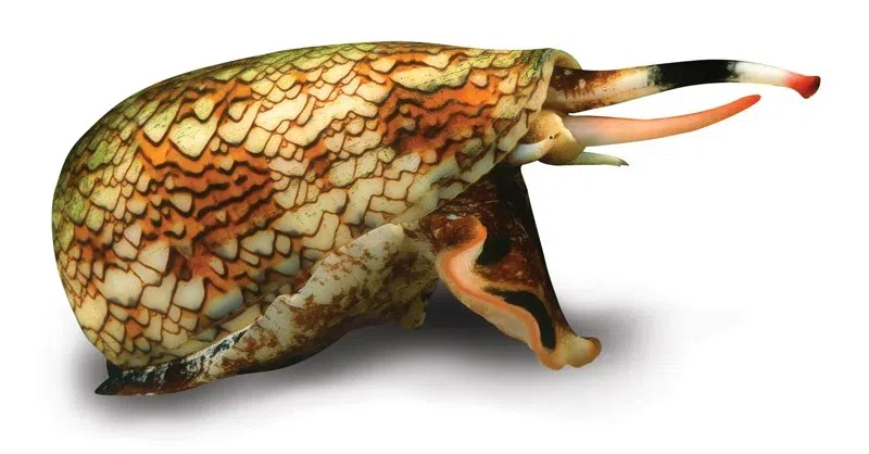 7 animals that use poison in the most horrifying ways