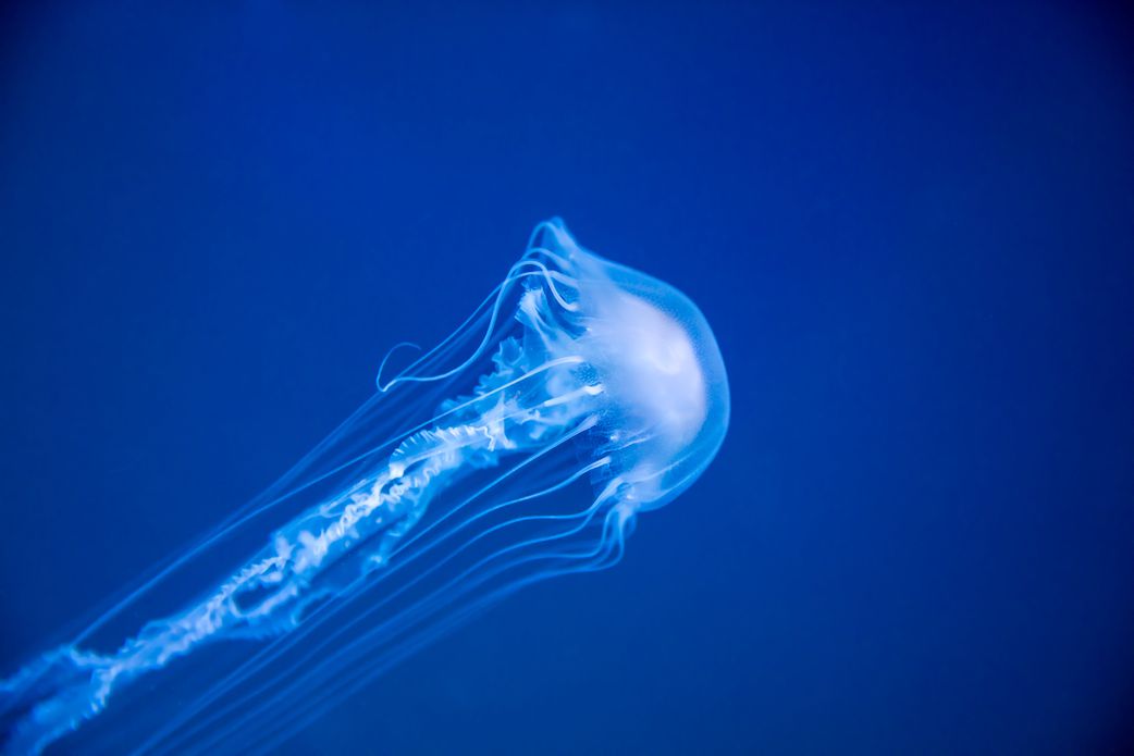 7 animals that use poison in the most horrifying ways