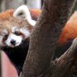 A red panda cub photographed in Seattle, Washington. In China, these animals have been found to contain PFAS.Elaine Thompson/AP