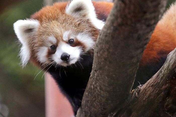 A red panda cub photographed in Seattle, Washington. In China, these animals have been found to contain PFAS.Elaine Thompson/AP