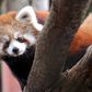 A red panda cub photographed in Seattle, Washington. In China, these animals have been found to contain PFAS.Elaine Thompson/AP